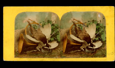 Nature morte faisan d'occasion  Pagny-sur-Moselle