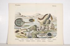 Gravure ancienne xix d'occasion  Angers-