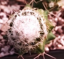 Rimacactus lauii na sprzedaż  PL