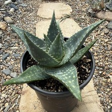 Aloe maculata soap for sale  Fresno