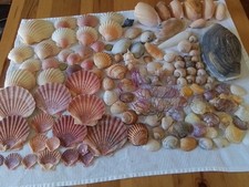 130 muscheln schnecken gebraucht kaufen  Lütjenburg
