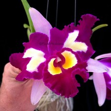 Rlc. chinese beauty for sale  Loxahatchee