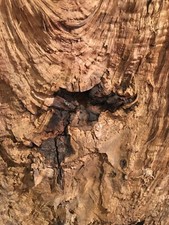 Black walnut crotch for sale  Head Waters