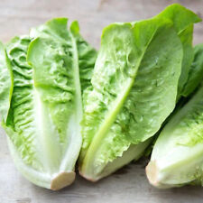 Little gem lettuce for sale  Tarpon Springs