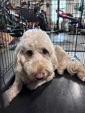 35 dog crate for sale 35 dog crate for sale Denton