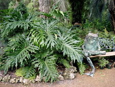 Philodendron selloum hardy for sale  Walterboro