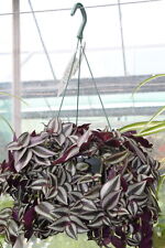 Indoor plant tradescantia for sale  DERBY