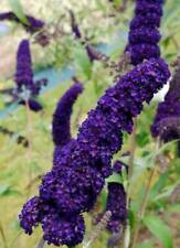 Buddleja davidii black for sale  BECCLES