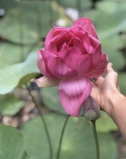 Big lotus flower for sale  Bonita Springs
