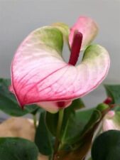 Violet anthurium seeds for sale  Carriere