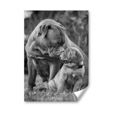 Bordeaux mastiff puppy for sale  SELBY