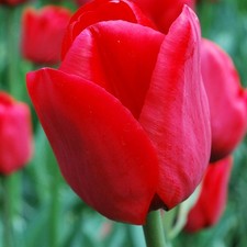 Rote triumphtulpen ile gebraucht kaufen  Emden