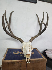 Skull muledeer antlers for sale  Wolf Point