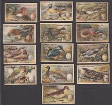 birds nests eggs for sale birds nests eggs for sale CAMBRIDGE