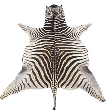 Real zebra skin for sale  Champlain