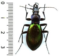 Carabidae carabus hispanus d'occasion  France