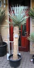 Yucca rostrata 200cm for sale  Shipping to Ireland