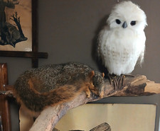 Taxidermy sleeping squirrel for sale  Clarksville