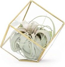 Heptahedron glass terrarium for sale  Saint Augustine
