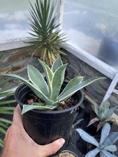 Agave celsii nova for sale  Clarksville