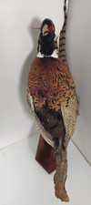 Ring necked pheasant for sale  Lawrenceville