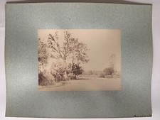 Photo albumine prairie d'occasion  Nantes-