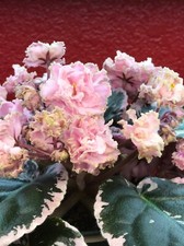 African violet leaves for sale  Carrollton