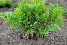 Herb lovage plug for sale  KEIGHLEY