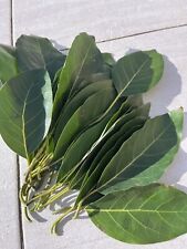 Foglie avocado 100 usato  Sant Agata di Militello