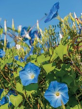 Ipomoea clark heavenly for sale  BECCLES