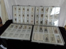 mounted insects for sale  THETFORD