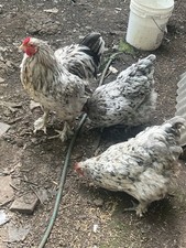 partridge brahma hatching eggs for sale partridge brahma hatching eggs for sale LONDON