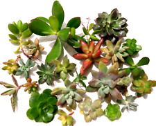 Lot assorted healthy for sale  San Marino