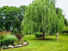 Weeping willow tree for sale  Pelzer