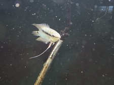 Male festivum cichlid d'occasion  Expédié en Belgium