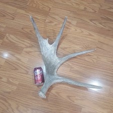 Mule deer antlers. for sale  Lehi