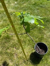 Fig tree 26 for sale  Sunnyvale