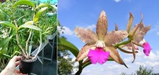 Cattleya netrasiri beauty d'occasion  Fumel