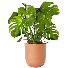 Indoor 40cm potted for sale  UK