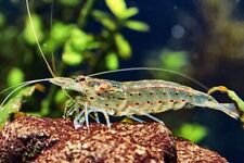 Amano shrimp live for sale  Charlotte