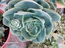 Piante succulente usato  Lecce