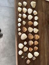Muschelsammlung muschelmix gro gebraucht kaufen  Welzheim