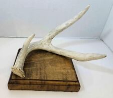 Real point deer for sale  Waterford