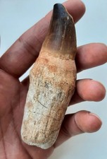 Grande dente con usato  Minerbio