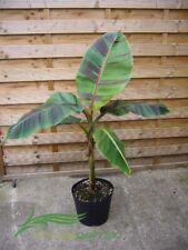 Musa sikkimensis red gebraucht kaufen  Wuppertal