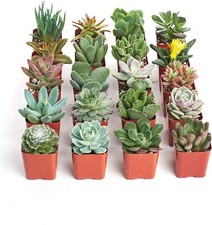 Unique succulent plant for sale  Flagstaff
