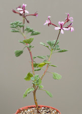 Pelargonium exstipulatum succu for sale  WALTON ON THE NAZE