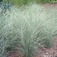 Miscanthus sinensis morning for sale  NORWICH