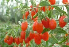 Goji berry live for sale  Pelzer