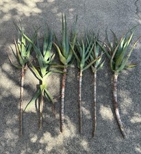 Aloe arborescens torch for sale  Redding